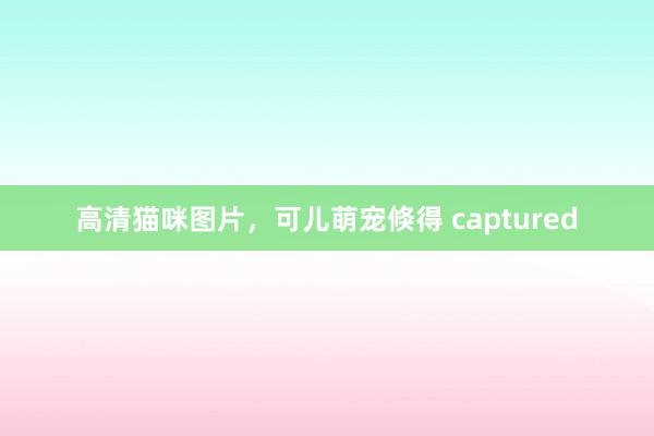 高清猫咪图片,可儿萌宠倏得 captured